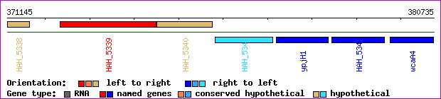 gene map