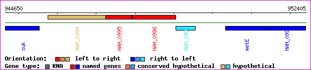 gene map