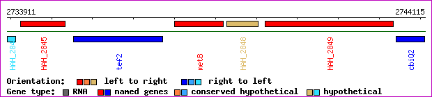 gene map