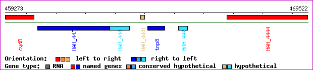 gene map