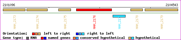 gene map