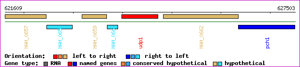 gene map