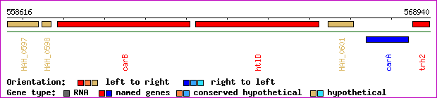 gene map