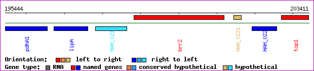 gene map