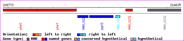 gene map