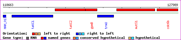 gene map