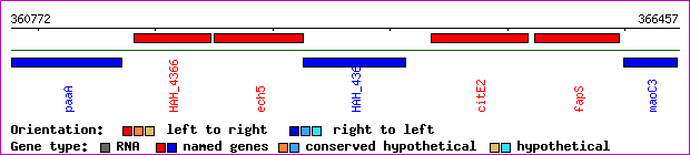 gene map