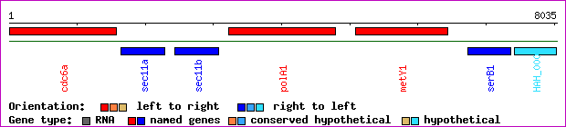 gene map