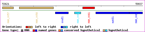 gene map