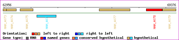 gene map