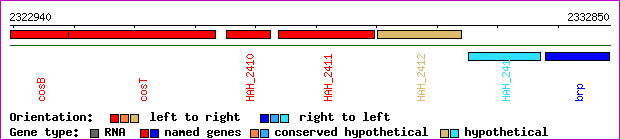 gene map
