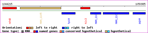 gene map