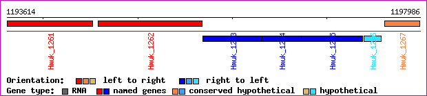 gene map