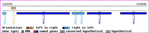 gene map