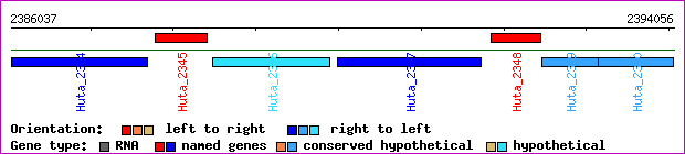 gene map