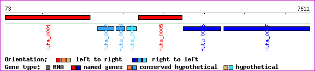 gene map