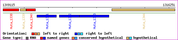 gene map