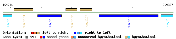 gene map