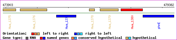 gene map