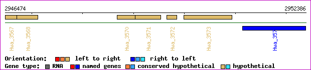 gene map