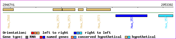 gene map