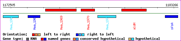 gene map