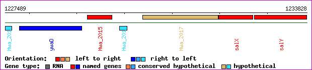 gene map