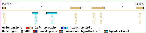 gene map
