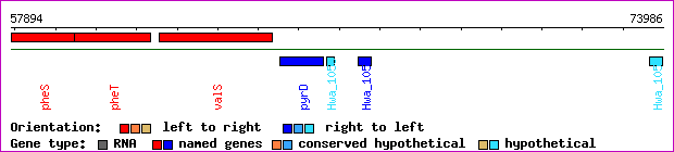 gene map