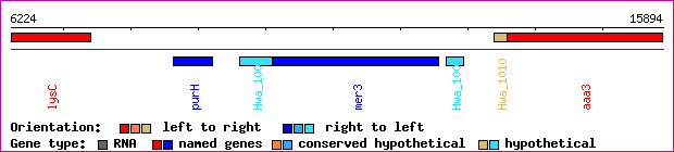 gene map