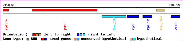 gene map