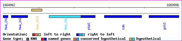 gene map