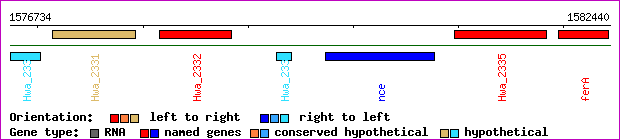 gene map