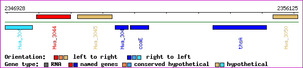 gene map